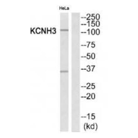 Western blot - KCNH3 Antibody from Signalway Antibody (34918) - Antibodies.com
