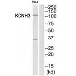 Western blot - KCNH3 Antibody from Signalway Antibody (34918) - Antibodies.com