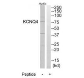 Western blot - KCNQ4 Antibody from Signalway Antibody (34919) - Antibodies.com
