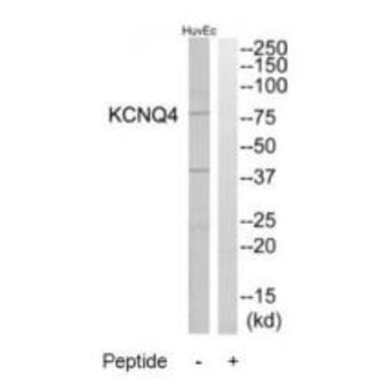 Western blot - KCNQ4 Antibody from Signalway Antibody (34919) - Antibodies.com