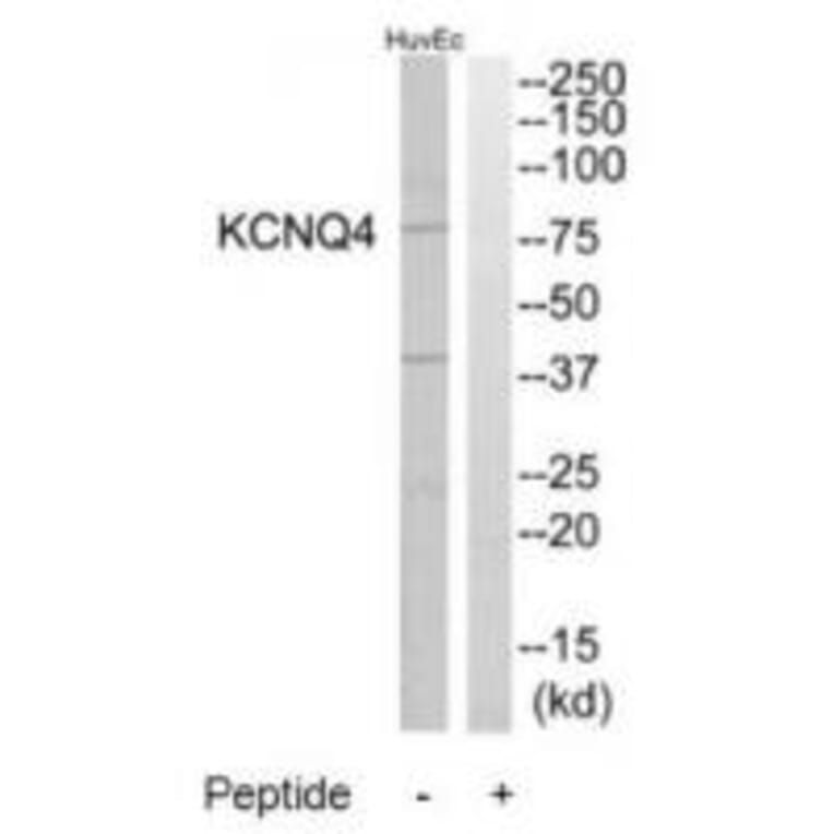 Western blot - KCNQ4 Antibody from Signalway Antibody (34919) - Antibodies.com