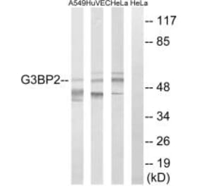 Western blot - G3BP2 Antibody from Signalway Antibody (34963) - Antibodies.com