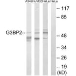 Western blot - G3BP2 Antibody from Signalway Antibody (34963) - Antibodies.com