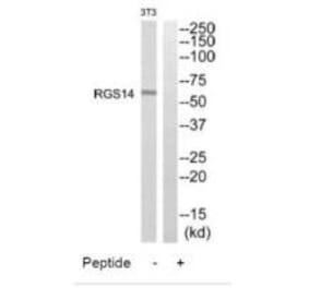 Western blot - RGS14 Antibody from Signalway Antibody (34982) - Antibodies.com