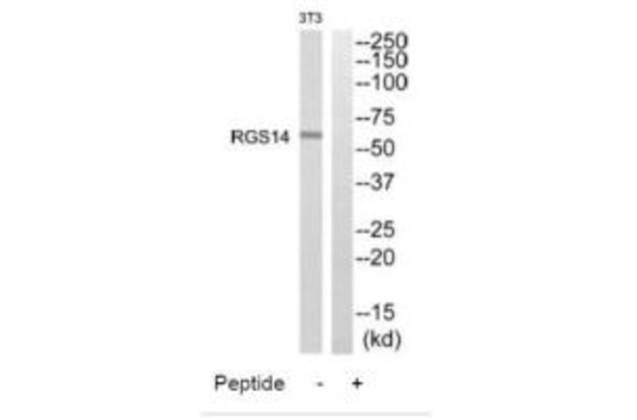 Western blot - RGS14 Antibody from Signalway Antibody (34982) - Antibodies.com
