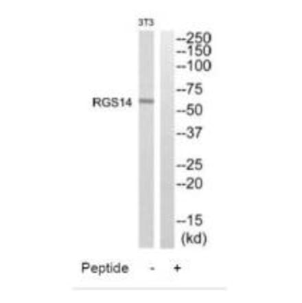 Western blot - RGS14 Antibody from Signalway Antibody (34982) - Antibodies.com