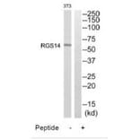 Western blot - RGS14 Antibody from Signalway Antibody (34982) - Antibodies.com