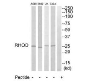 Western blot - RHOD Antibody from Signalway Antibody (35000) - Antibodies.com
