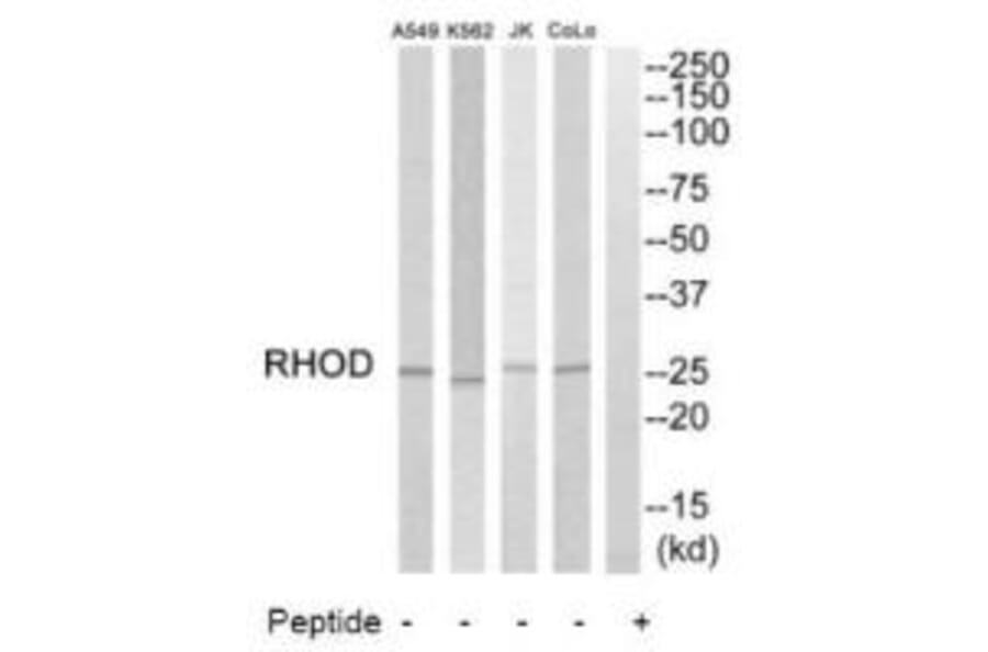 Western blot - RHOD Antibody from Signalway Antibody (35000) - Antibodies.com
