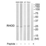 Western blot - RHOD Antibody from Signalway Antibody (35000) - Antibodies.com