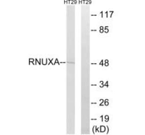 Western blot - RNUXA Antibody from Signalway Antibody (35007) - Antibodies.com