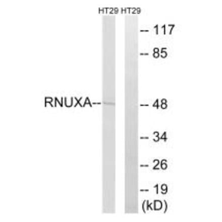 Western blot - RNUXA Antibody from Signalway Antibody (35007) - Antibodies.com