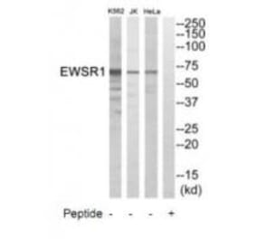 Western blot - EWSR1 Antibody from Signalway Antibody (35008) - Antibodies.com