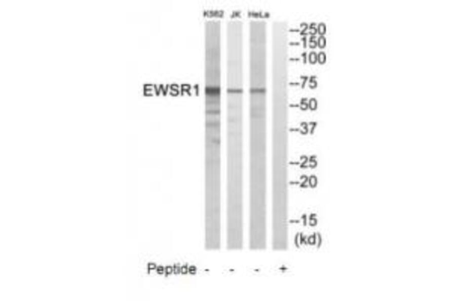 Western blot - EWSR1 Antibody from Signalway Antibody (35008) - Antibodies.com