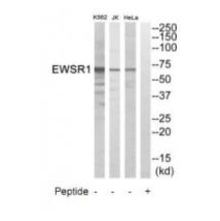 Western blot - EWSR1 Antibody from Signalway Antibody (35008) - Antibodies.com