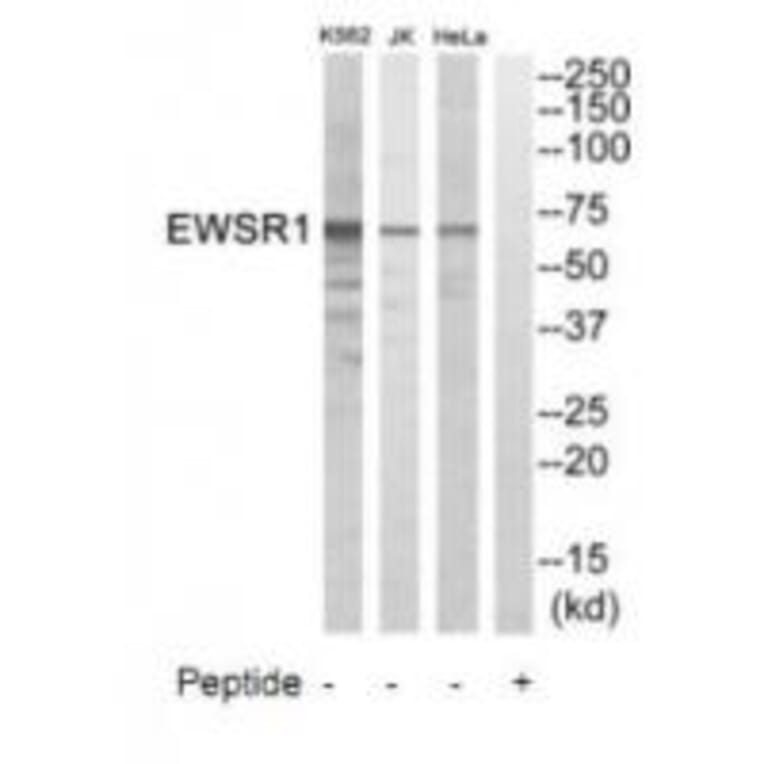 Western blot - EWSR1 Antibody from Signalway Antibody (35008) - Antibodies.com