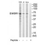 Western blot - EWSR1 Antibody from Signalway Antibody (35008) - Antibodies.com