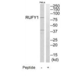 Western blot - RUFY1 Antibody from Signalway Antibody (35009) - Antibodies.com