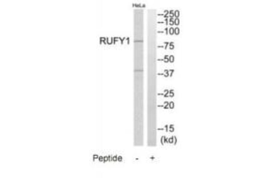 Western blot - RUFY1 Antibody from Signalway Antibody (35009) - Antibodies.com