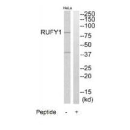 Western blot - RUFY1 Antibody from Signalway Antibody (35009) - Antibodies.com