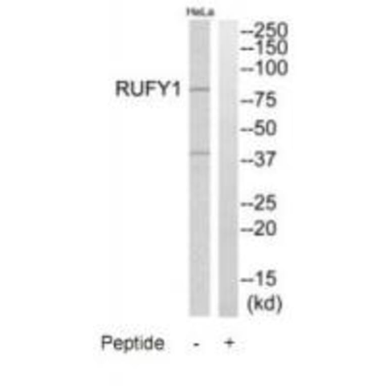 Western blot - RUFY1 Antibody from Signalway Antibody (35009) - Antibodies.com