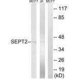 Western blot - SEPT2 Antibody from Signalway Antibody (35014) - Antibodies.com