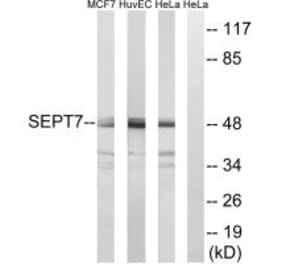 Western blot - SEPT7 Antibody from Signalway Antibody (35016) - Antibodies.com
