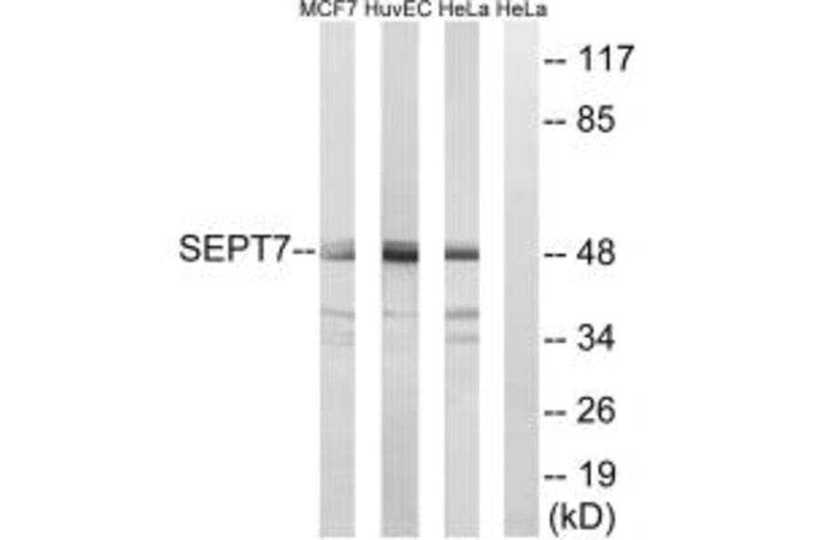 Western blot - SEPT7 Antibody from Signalway Antibody (35016) - Antibodies.com