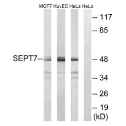 Western blot - SEPT7 Antibody from Signalway Antibody (35016) - Antibodies.com