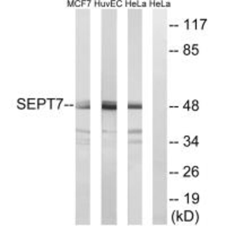 Western blot - SEPT7 Antibody from Signalway Antibody (35016) - Antibodies.com