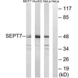 Western blot - SEPT7 Antibody from Signalway Antibody (35016) - Antibodies.com