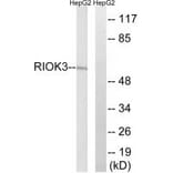 Western blot - RIOK3 Antibody from Signalway Antibody (35027) - Antibodies.com