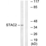 Western blot - STAC2 Antibody from Signalway Antibody (35043) - Antibodies.com