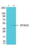 Western blot - STAC2 Antibody from Signalway Antibody (35043) - Antibodies.com