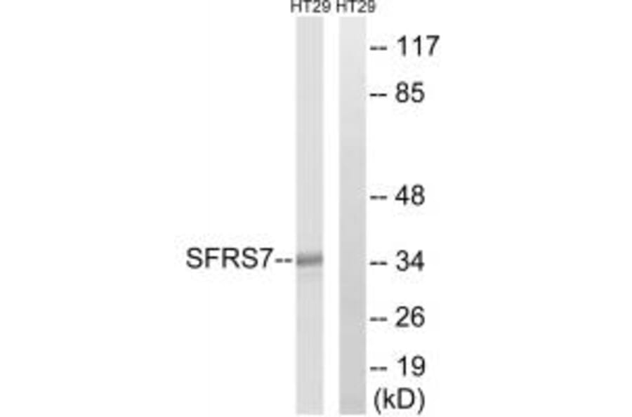 Western blot - SFRS7 Antibody from Signalway Antibody (35076) - Antibodies.com