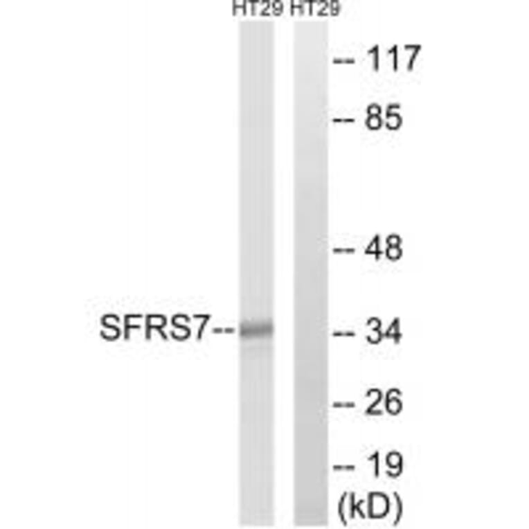 Western blot - SFRS7 Antibody from Signalway Antibody (35076) - Antibodies.com