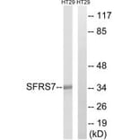 Western blot - SFRS7 Antibody from Signalway Antibody (35076) - Antibodies.com