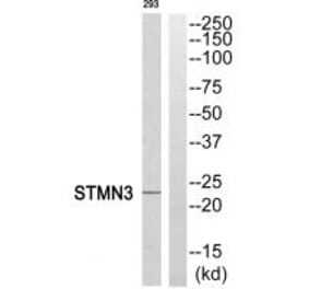 Western blot - STMN3 Antibody from Signalway Antibody (35078) - Antibodies.com
