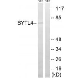 Western blot - SYTL4 Antibody from Signalway Antibody (35085) - Antibodies.com
