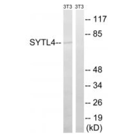 Western blot - SYTL4 Antibody from Signalway Antibody (35085) - Antibodies.com