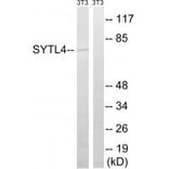Western blot - SYTL4 Antibody from Signalway Antibody (35085) - Antibodies.com