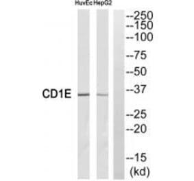 Western blot - CD1E Antibody from Signalway Antibody (35089) - Antibodies.com