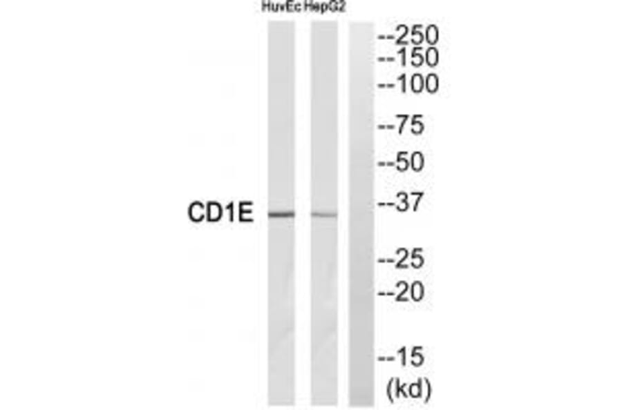 Western blot - CD1E Antibody from Signalway Antibody (35089) - Antibodies.com