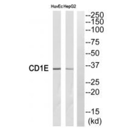 Western blot - CD1E Antibody from Signalway Antibody (35089) - Antibodies.com