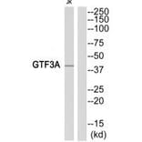 Western blot - GTF3A Antibody from Signalway Antibody (35104) - Antibodies.com