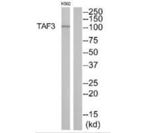 Western blot - TAF3 Antibody from Signalway Antibody (35105) - Antibodies.com