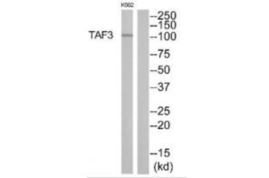 Western blot - TAF3 Antibody from Signalway Antibody (35105) - Antibodies.com
