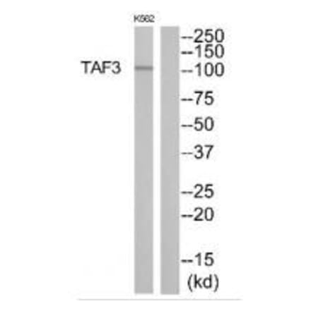 Western blot - TAF3 Antibody from Signalway Antibody (35105) - Antibodies.com