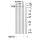 Western blot - TIE1 Antibody from Signalway Antibody (35111) - Antibodies.com