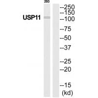 Western blot analysis of extracts from 293 cells, using USP11 antibody #35115.